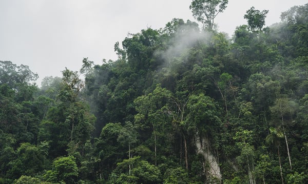 carbon offsetting