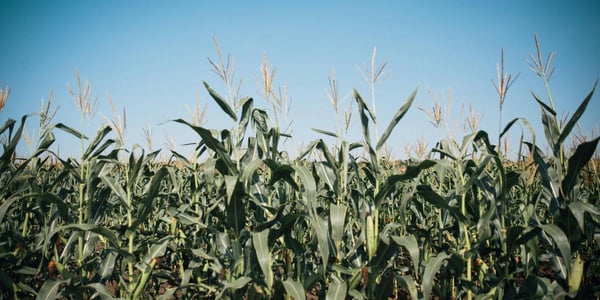 renewable biofuels crops