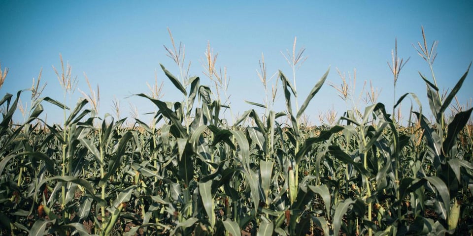 renewable biofuels crops